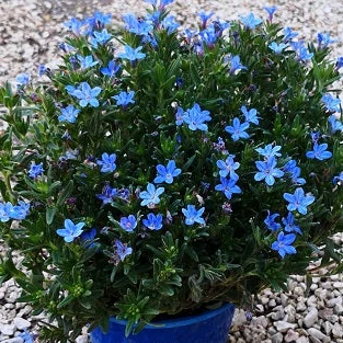 Lithodora diffusa – Tappezzante sempreverde dai fiori blu intenso