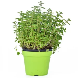 Piantina di Origano
