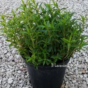 Santoreggia montana (Erba Pepe) – Aromatica perenne per cucina e bordure soleggiate