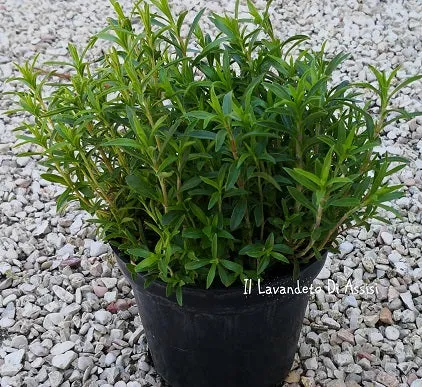 Santoreggia montana (Erba Pepe) – Aromatica perenne per cucina e bordure soleggiate