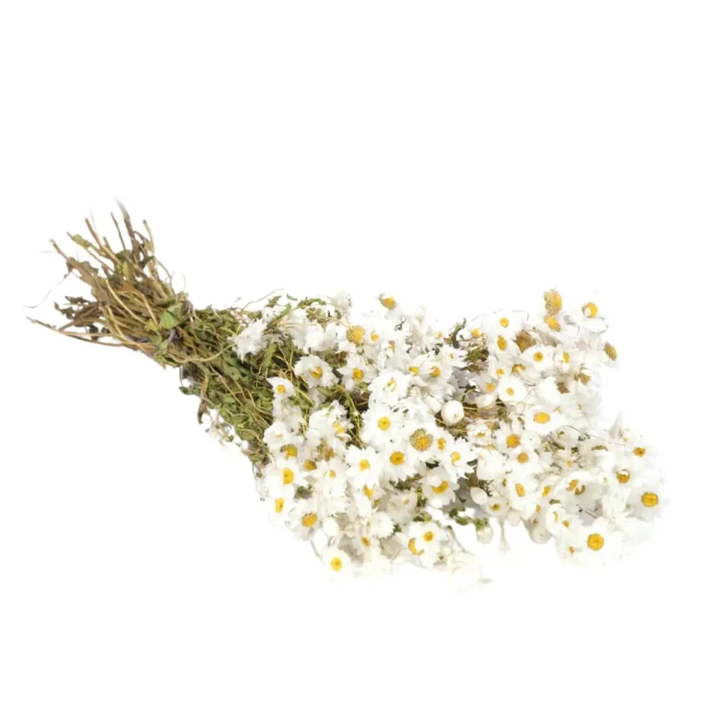 Wildflowers Bouquet di Rodanthe bianca
